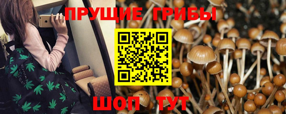 Псилоцибиновые грибы GOLDEN TEACHER Котовск